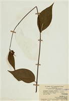 藏品(胡蔓藤)的圖片